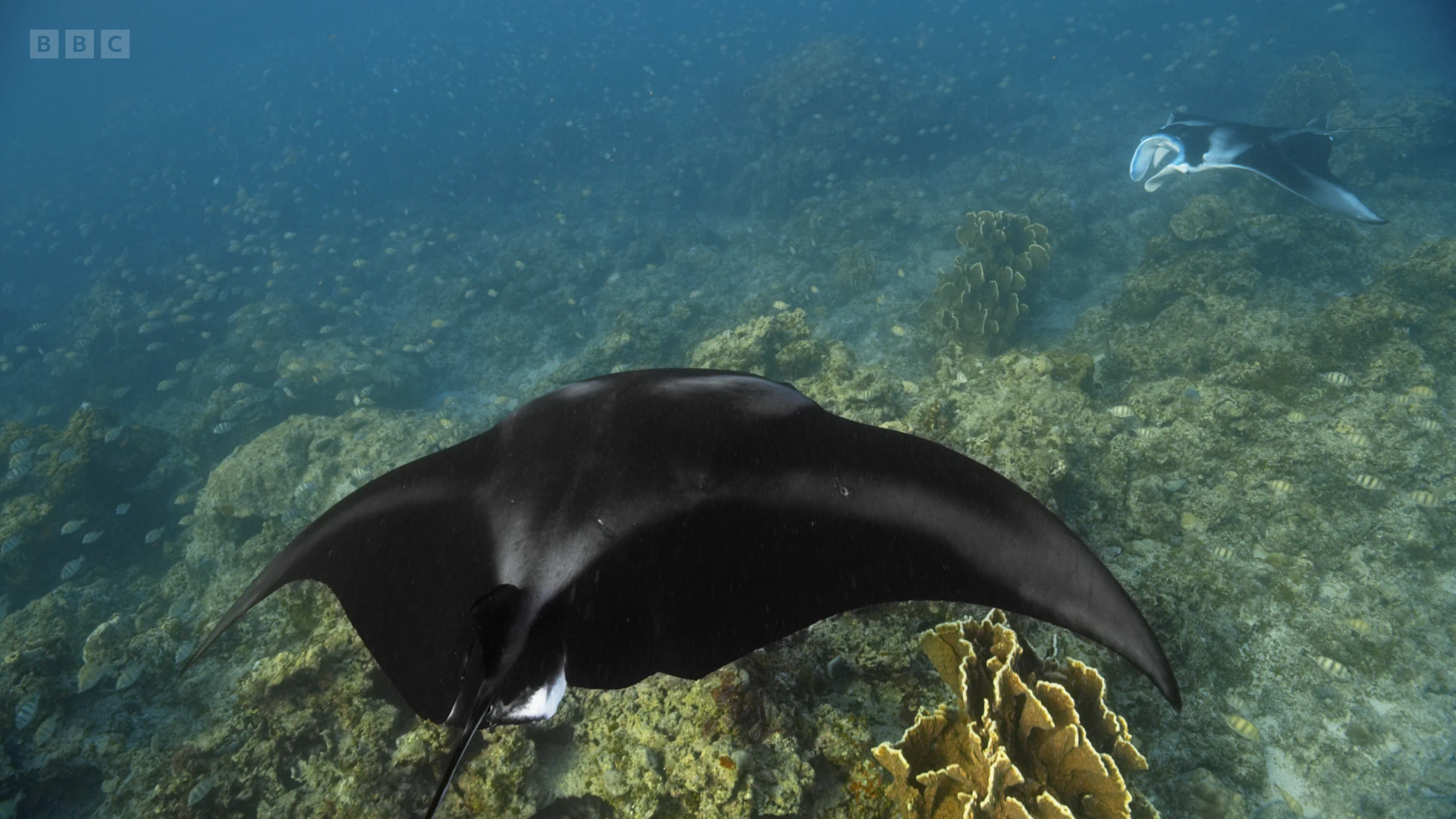 Reef manta ray (Mobula alfredi) as shown in A Perfect Planet - Oceans